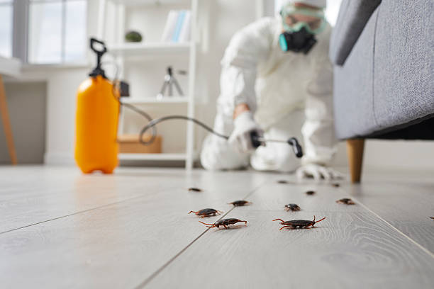 Post-Treatment Bed Bug Interceptor Monitoring in Barnhart